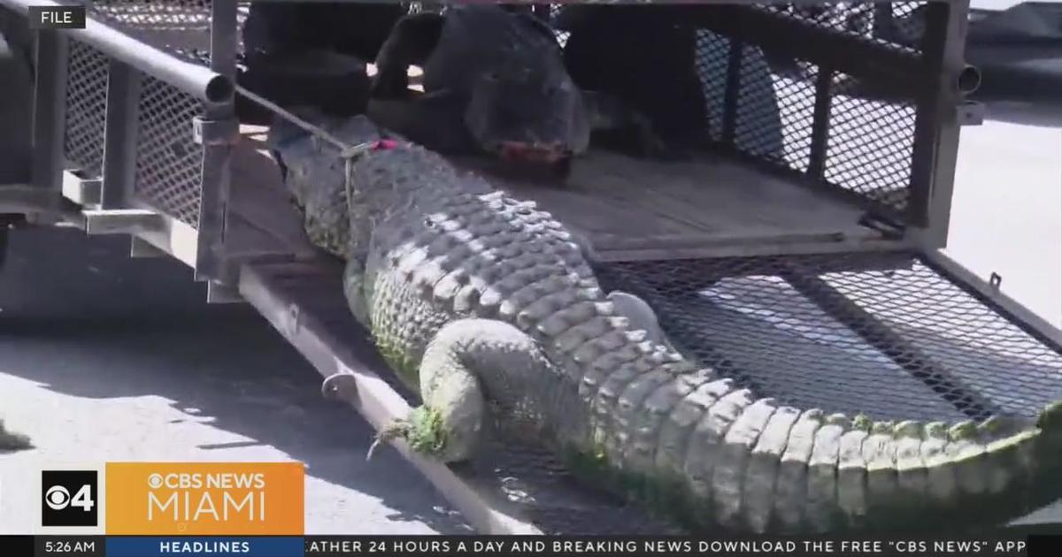 Florida Man runs over 11-foot gator to save neighbor from attack - CBS ...