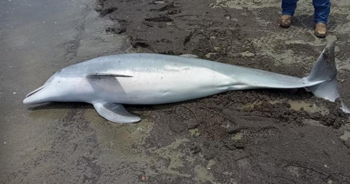 Dolphin found dead on a Louisiana beach with bullets in its brain, spinal cord and heart