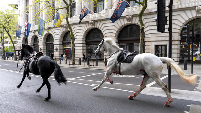 London horse incident 