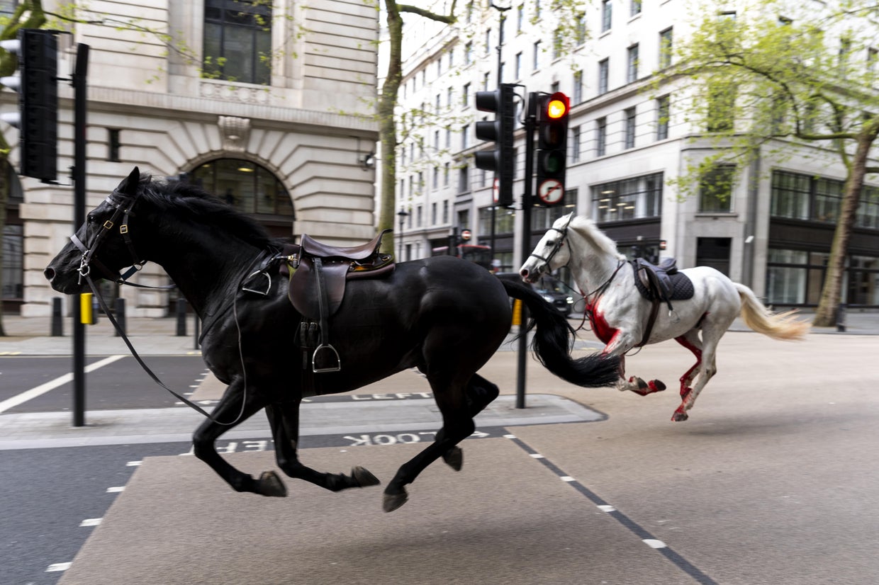Horses break loose in central London, near Buckingham Palace, injuring ...