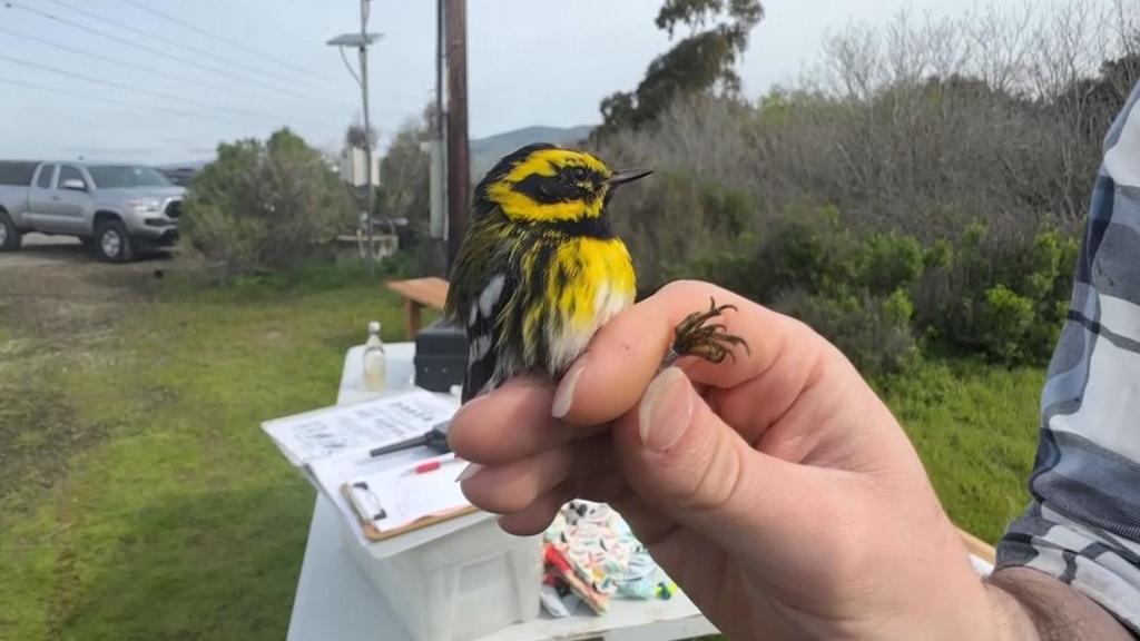 Bay Area scientists use game-changing technology to help birds amid
climate change
