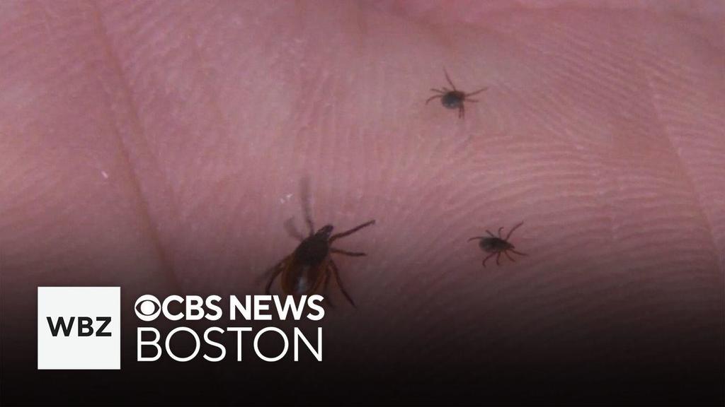 In a year expected to be one of the worst for ticks, Powassan virus
found in Sharon