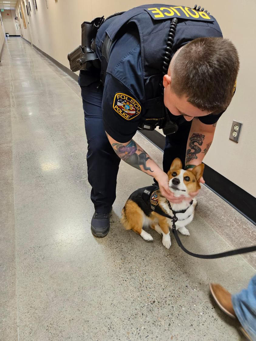 Meet Liberty the Corgi, a California police department's therapy canine ...