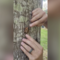 See the cicadas taking over treetops to mate in Georgia and South Carolina