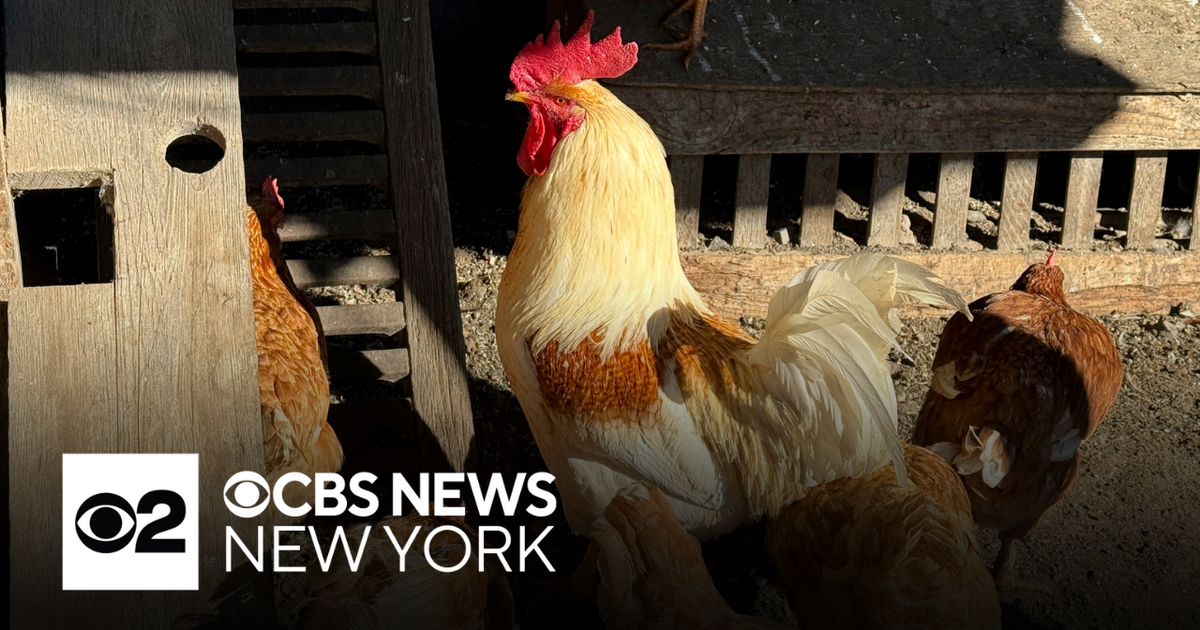 Is bird flu the next pandemic? Doctor explains what to know. - CBS New York