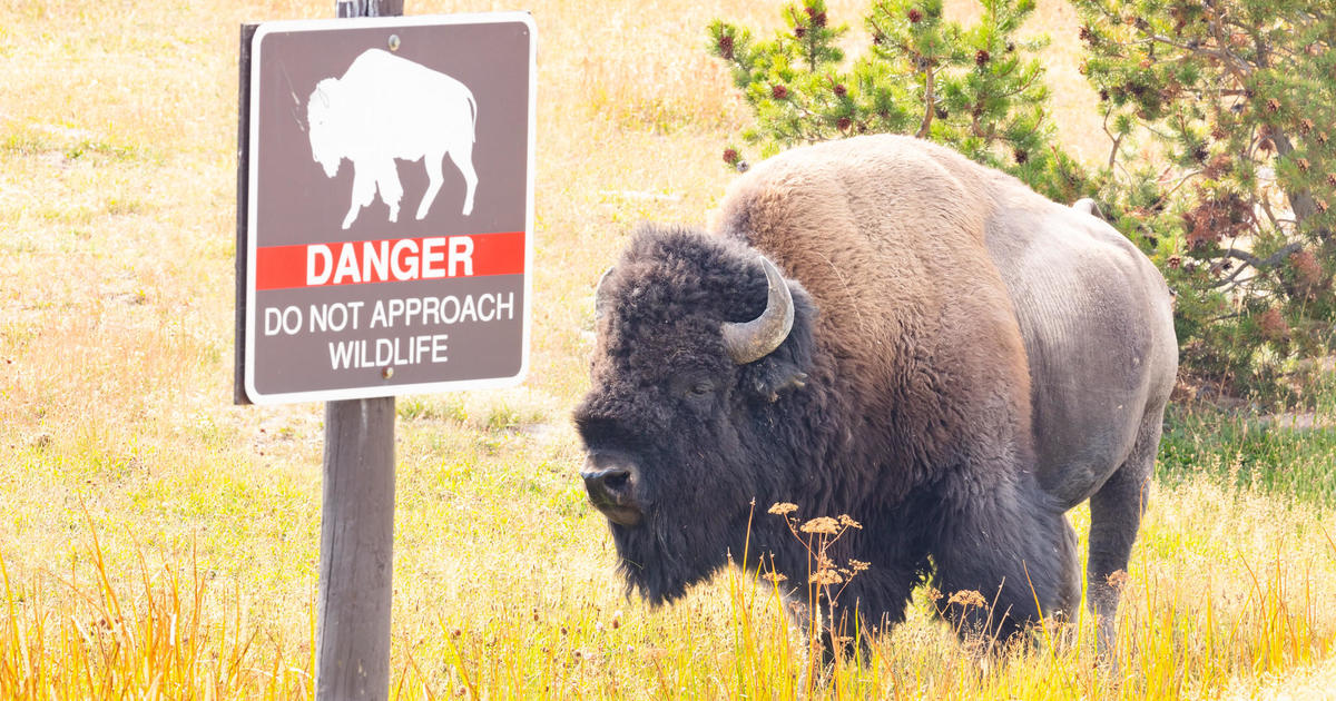 Injured man arrested for kicking bison at Yellowstone