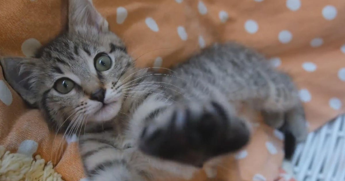 Haitian Americans speak out over Trump’s pet-eating claims Haitian Americans speak out over Trump’s pet-eating claims