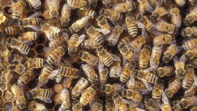 Worker bees on a honeycomb 