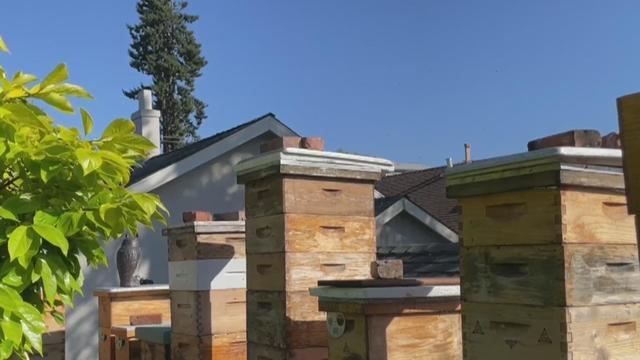 Oakland bee hives 