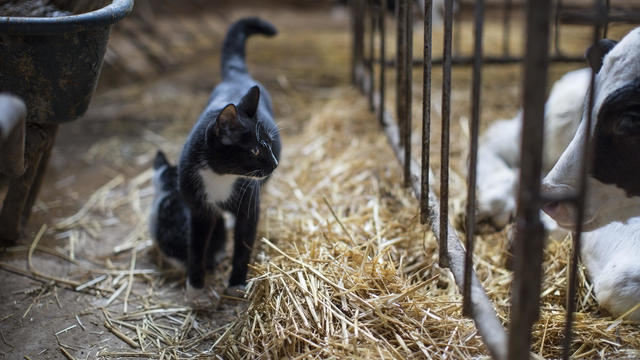  
Cats died after drinking raw milk from bird flu-infected cows 
Cat deaths and neurological disease are 