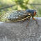 Cicadas pee from trees. And they urinate a lot, a new study finds.