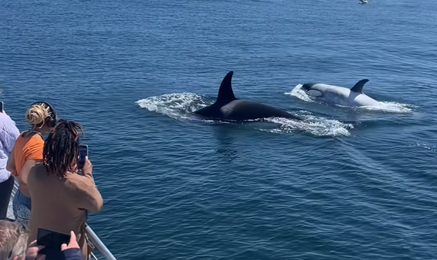 frosty-killer-whale.png