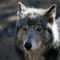 Wolf or coyote? Wildlife mystery in Nevada solved with DNA testing