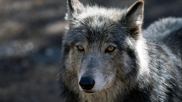 US-ENVIRONMENT-NATURE-WOLVES 