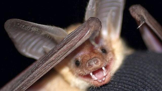 Pallid bat 