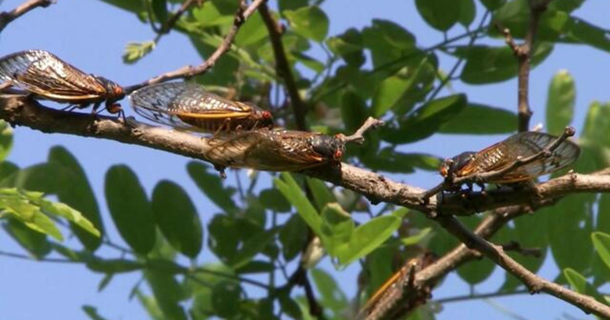 Trillions of cicadas emerge after decades underground