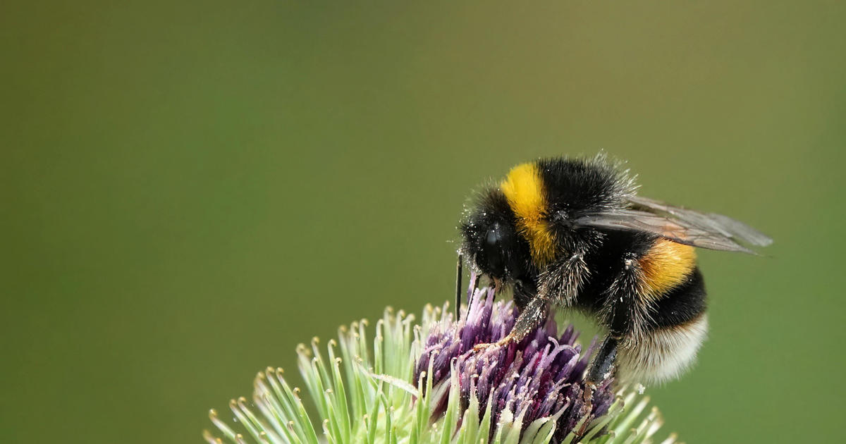 Учените предупреждават от години че популациите на земни пчели намаляват