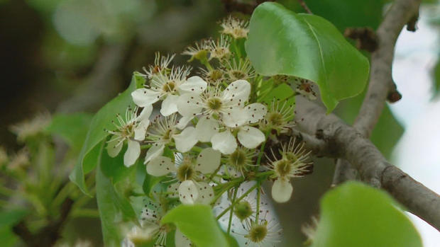 Callery Pear tree 