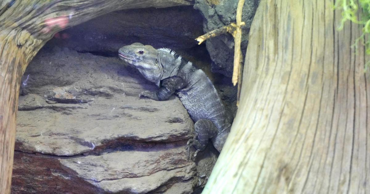 Iguana accidentally sent to Michigan Ford plant finds new home at Detroit Zoo