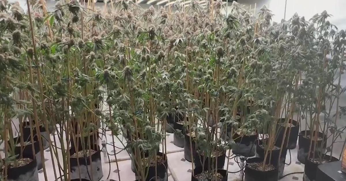 California cracking down on illegal marijuana grows, but dispensaries continue to struggle