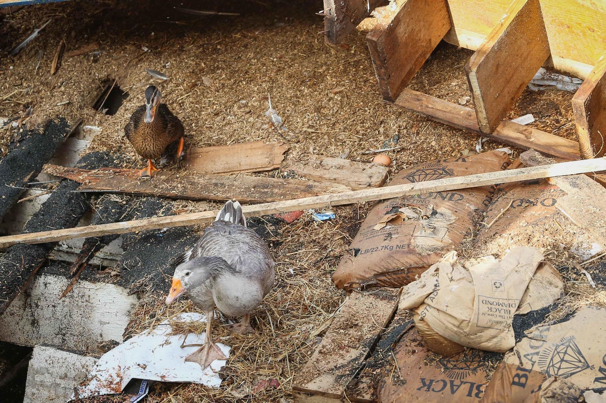 Barn collapses amid storms in Northern Illinois; dozens of animals ...