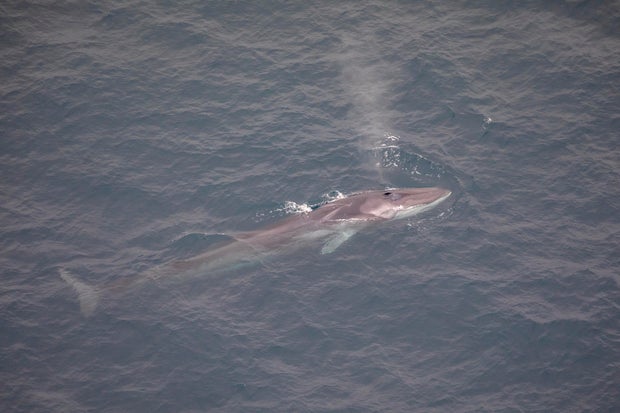 Wildlife Attractions in Kaikoura, New Zealand