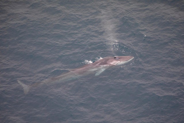 Wildlife Attractions In Kaikoura, New Zealand 