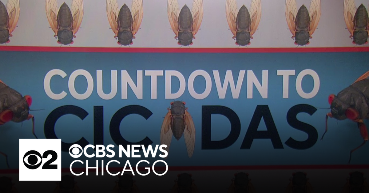 Experts share the best ways to cook cicadas - CBS Chicago