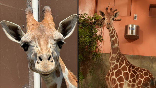 oakland-zoo-giraffe-050924.jpg 