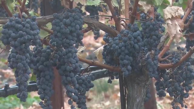 Napa Valley Wine Grapes 
