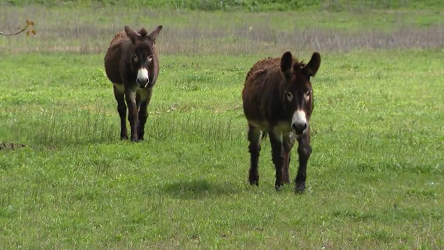 Illegal dumping, tax breaks and donkeys; I-Team investigates Fort 