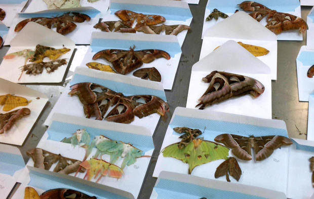 Several dead butterflies lie on top of envelopes 