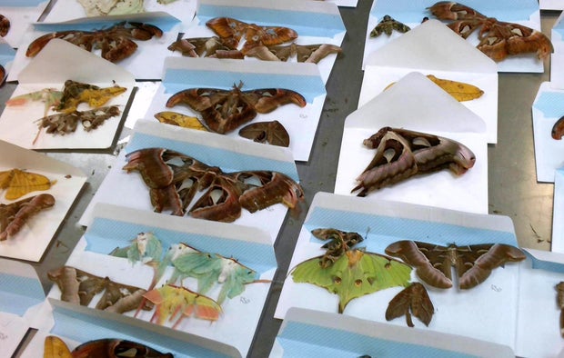 Several dead butterflies lie on top of envelopes