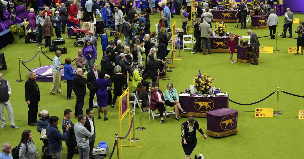 Mixed-breed dog wins Westminster Dog Show's agility competition for first time