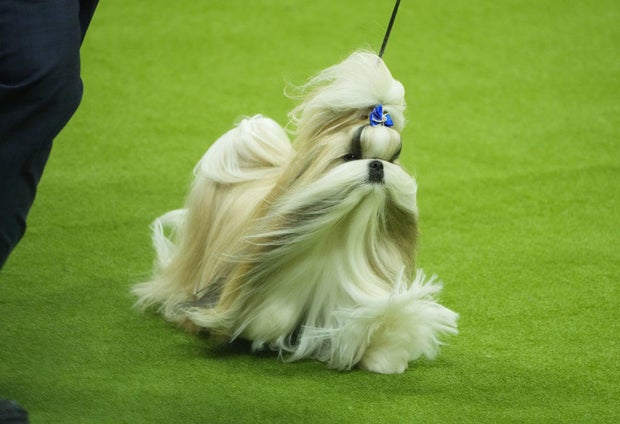 Comet 148th Annual Westminster Kennel Club Dog Show - Show Night