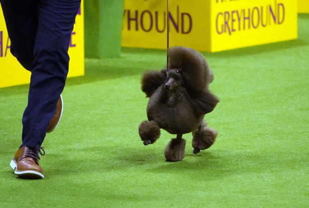148th Annual Westminster Kennel Club Dog Show Sage 