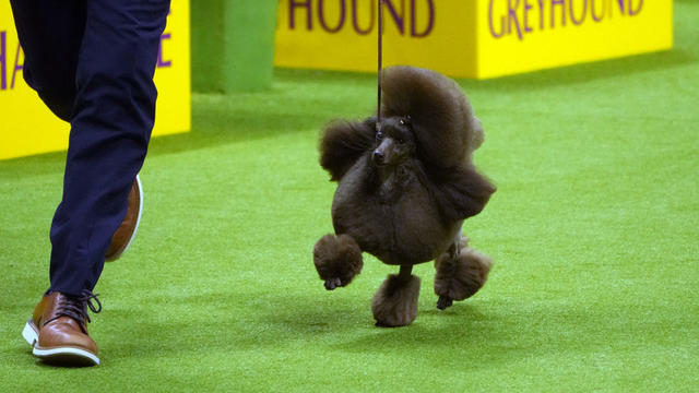 148th Annual Westminster Kennel Club Dog Show  Sage 