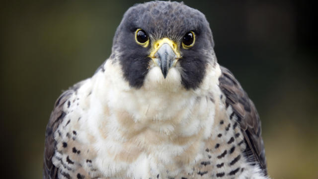 Peregrine falcon (closeup) 