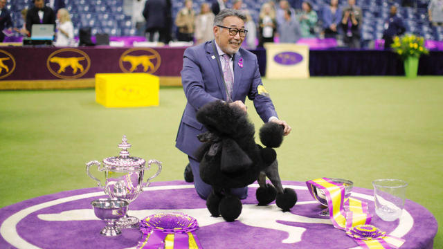 148th Annual Westminster Kennel Club Dog Show  Sage 