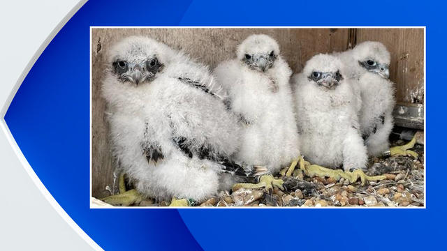 Four peregrine falcon chicks in a nest box. 