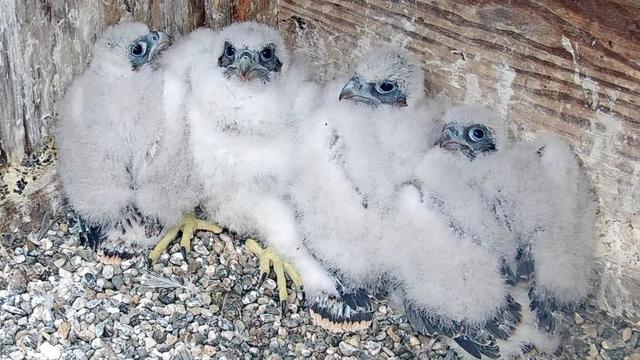 New UC Berkeley falcon chicks 