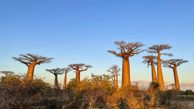 Madagascar, Avenue of Baobabs 