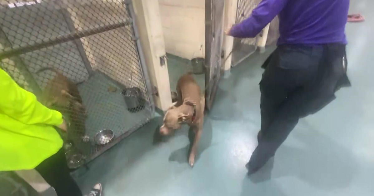 Miami-Dade Animal Services addresses concerns about Medley shelter dogs without AC