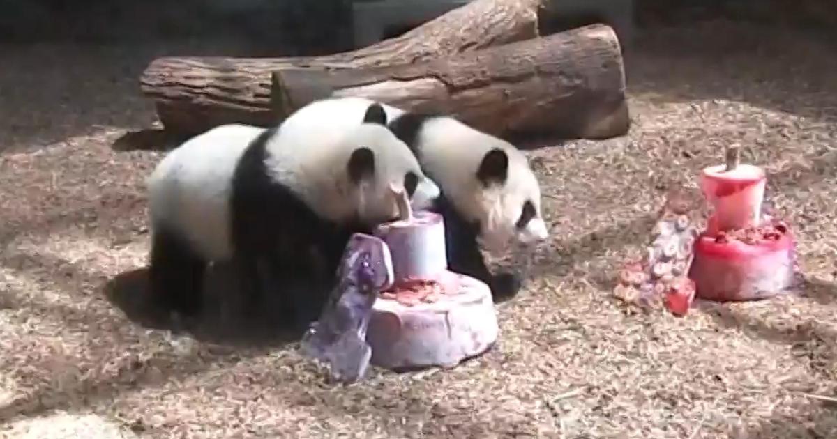 Final pandas within the U.S. are going again to China
