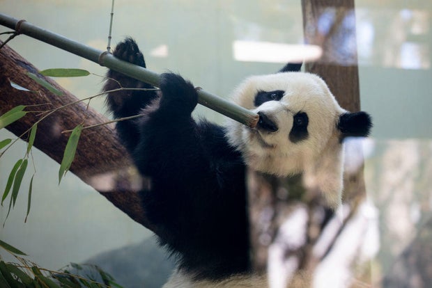 giant pandas at Zoo Atlanta