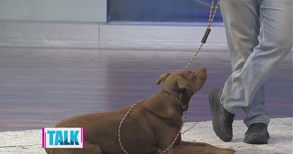 Vinnie Somma stops by with tips on walking your dog on a leash - CBS ...