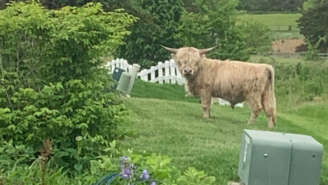 highlandcow.png 