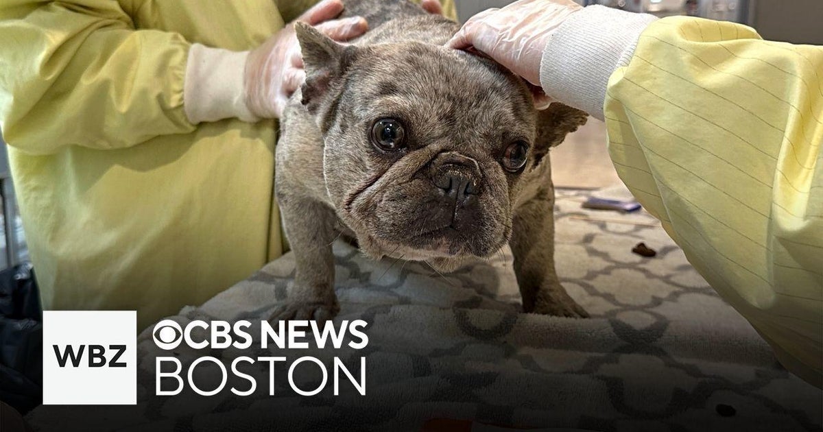 Purebred dogs rescued from 