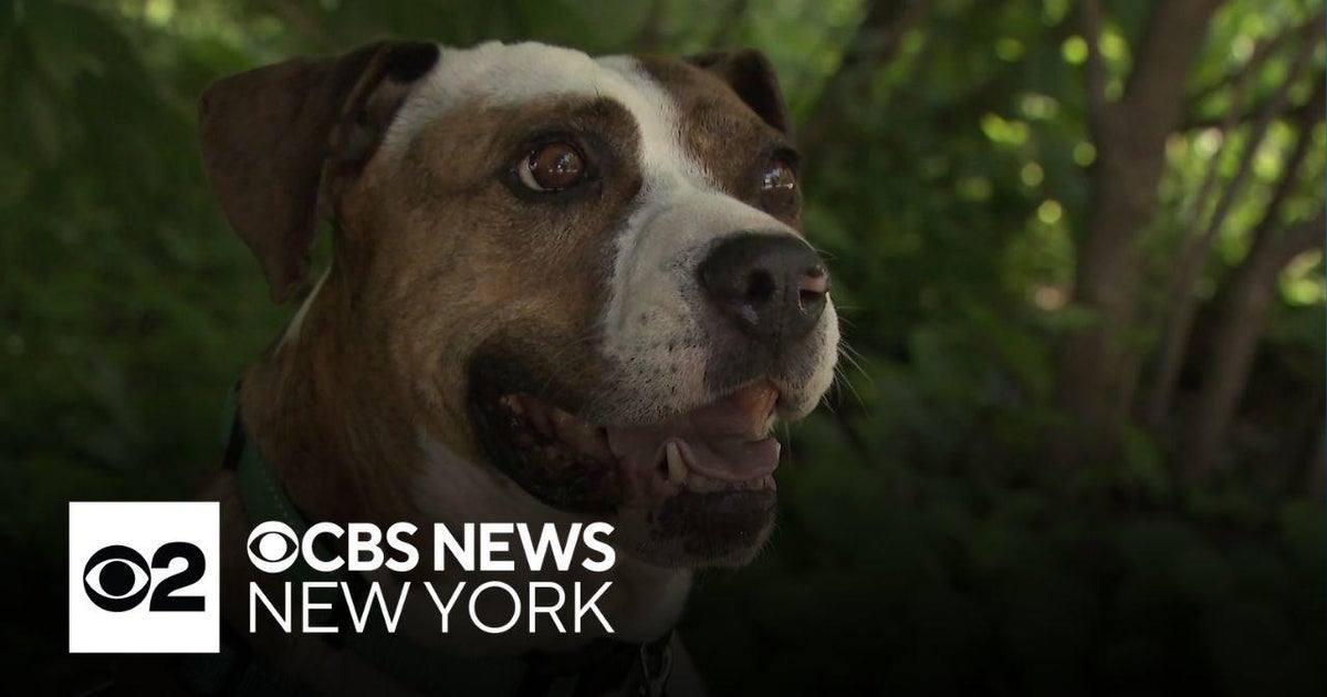 Meet the photographer helping overlooked dogs find their forever homes ...