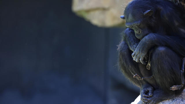 Grieving chimpanzee carries her dead baby for months in Spanish Bioparc zoo in Valencia 